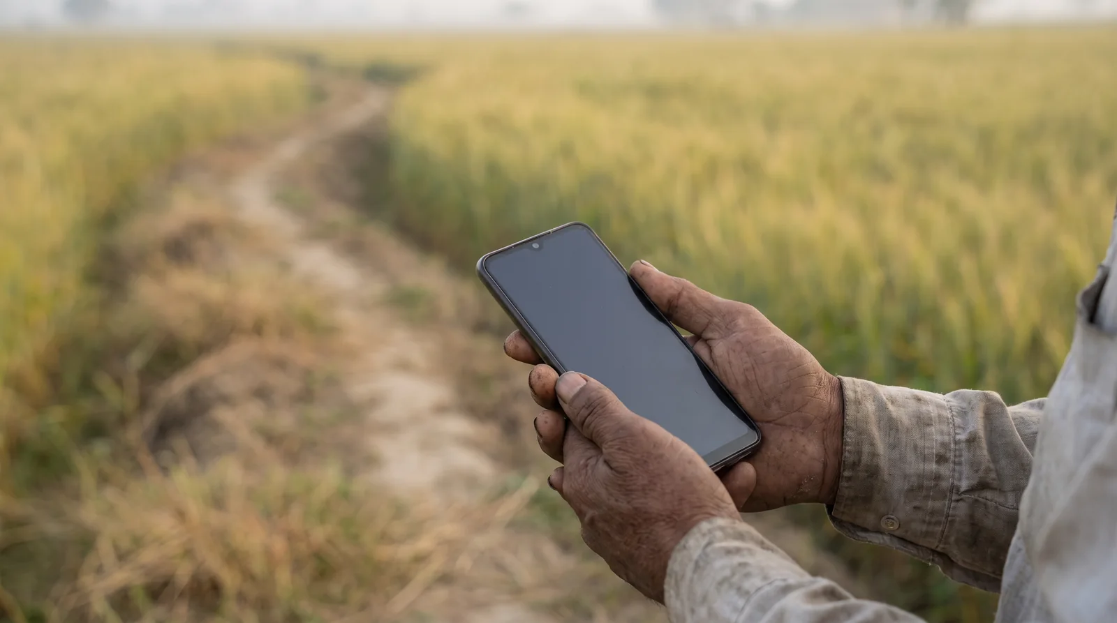 Weathered hands hold a smartphone with a dark screen at the edge of a ripening wheat field, a narrow dirt path running away into the crop.
