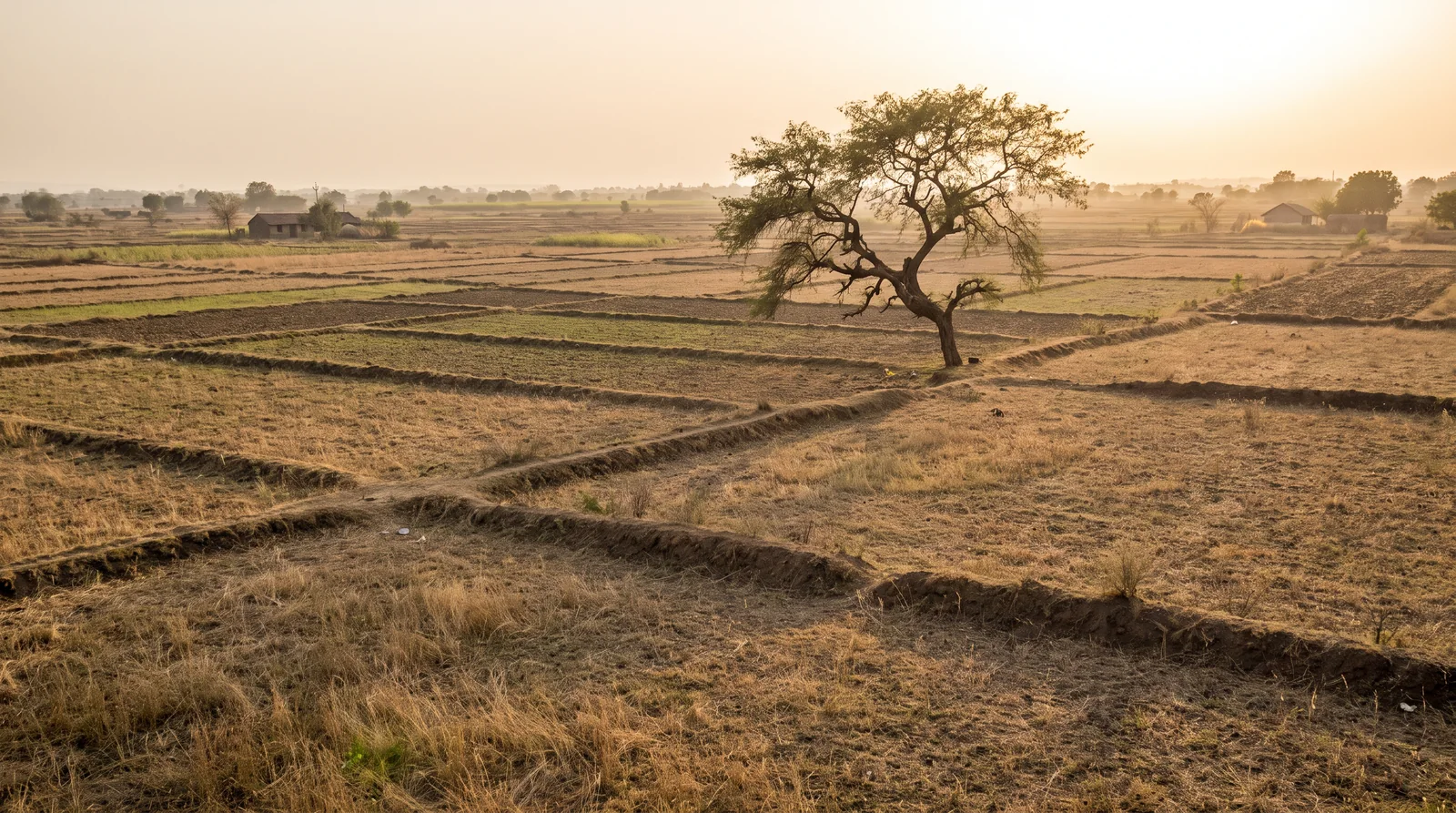 Dry farmland divided by low earth bunds, with a single tree and a small farmhouse in the hazy distance.