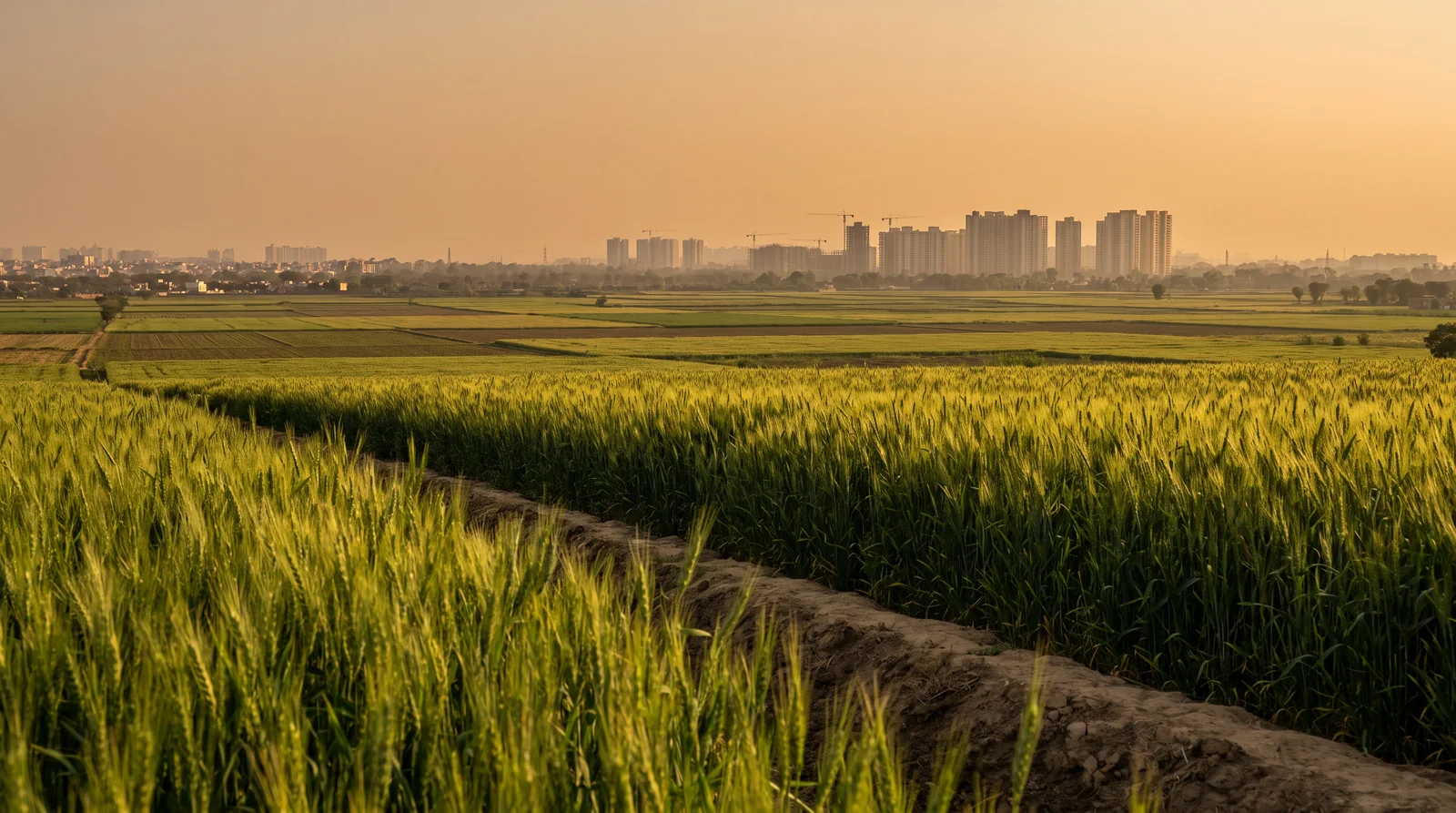 Ripening wheat in the foreground with a haze of high-rise towers and construction cranes on the horizon at sunset.