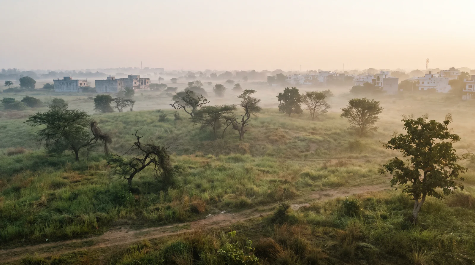 Misty grassland dotted with scattered trees stretches toward a line of houses at the edge of a town in early morning light.